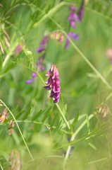 Vicia megalotropis