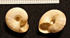 Cernuella aginnica