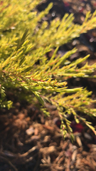 Cliffortia strobilifera