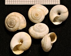 Cernuella aginnica
