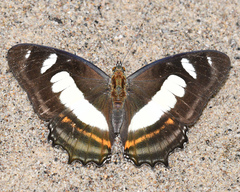Metamorpha elissa