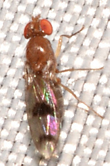 Chymomyza amoena