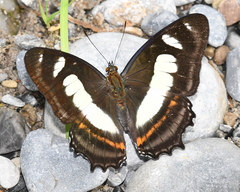 Metamorpha elissa