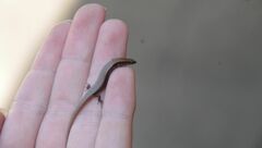 Panaspis maculicollis