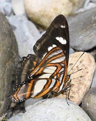 Metamorpha elissa