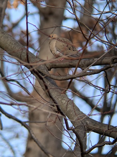 Mourning Dove photographed in Maryland