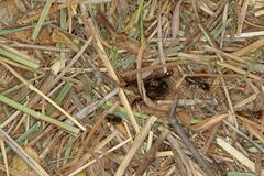 Hodotermes mossambicus