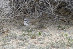 Artemisiospiza belli