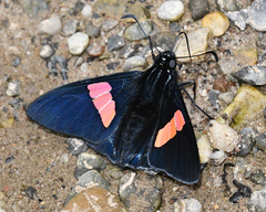 Mimoniades nurscia