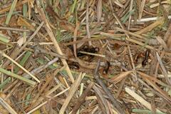 Hodotermes mossambicus