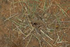 Hodotermes mossambicus