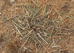 Hodotermes mossambicus