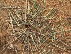 Hodotermes mossambicus