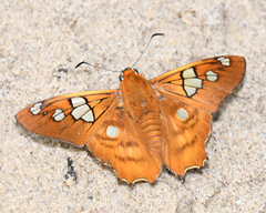 Myscelus phoronis