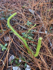 Lycopodiella