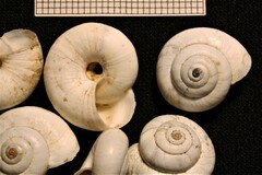 Cernuella aginnica
