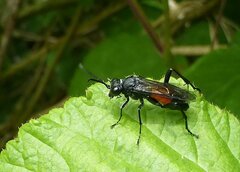 Macrophya annulata