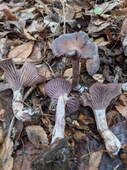 Pseudoomphalina cokeri