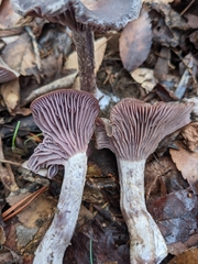 Pseudoomphalina cokeri