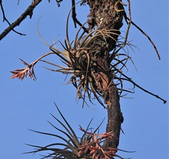 Tillandsia didisticha