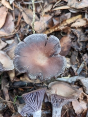 Pseudoomphalina cokeri