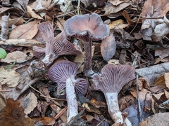 Pseudoomphalina cokeri