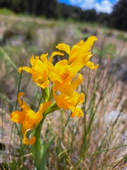 Chloraea alpina