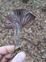 Pseudoomphalina cokeri