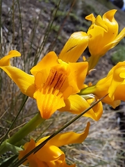 Chloraea alpina