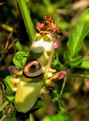 Pseudocreobotra amarae