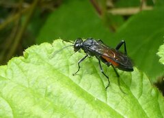 Macrophya annulata
