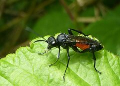 Macrophya annulata
