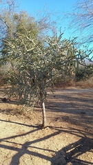 Cylindropuntia thurberi