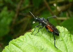 Macrophya annulata