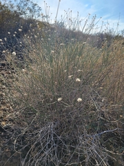 Bebbia juncea