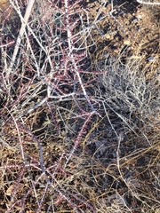 Prunus fasciculata
