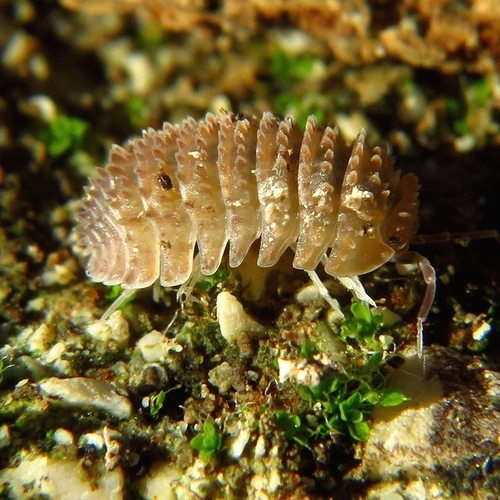 Representative image of Cristarmadillidium