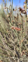 Salsola genistoides