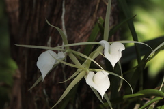 Brassavola