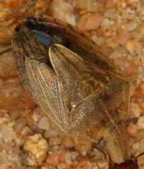 Aeliomorpha
