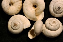 Cernuella aginnica