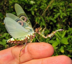 Pseudocreobotra amarae
