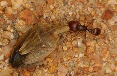 Aeliomorpha