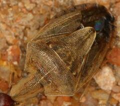 Aeliomorpha