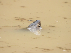 Kinosternon integrum