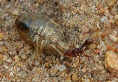 Aeliomorpha