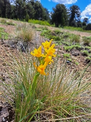 Chloraea alpina