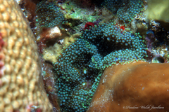 Ricordea florida