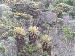 Oxypogon stuebelii