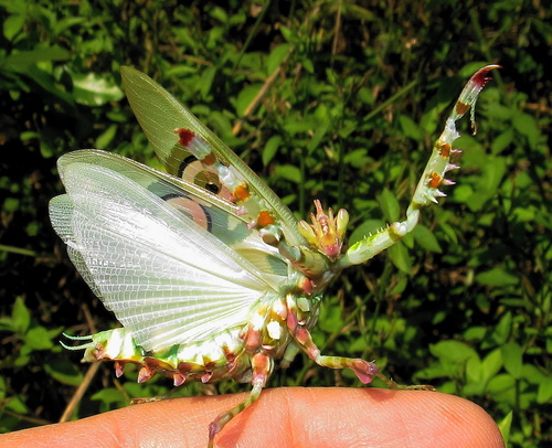 Common Spiny Flower Mantis